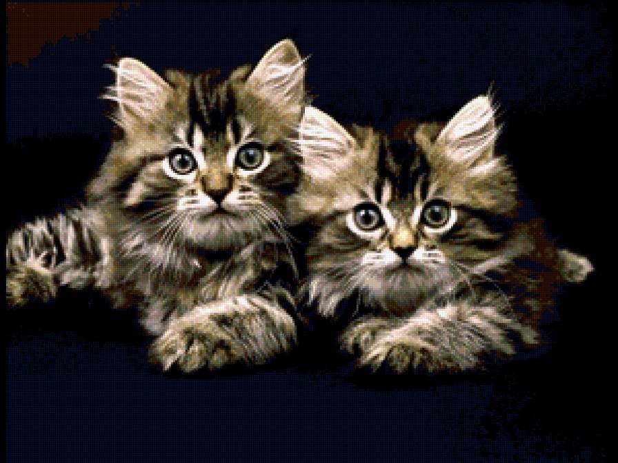 Полосатые кошки - кошки - предпросмотр