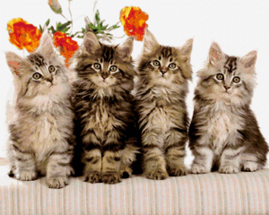 Кошки - кошки - предпросмотр