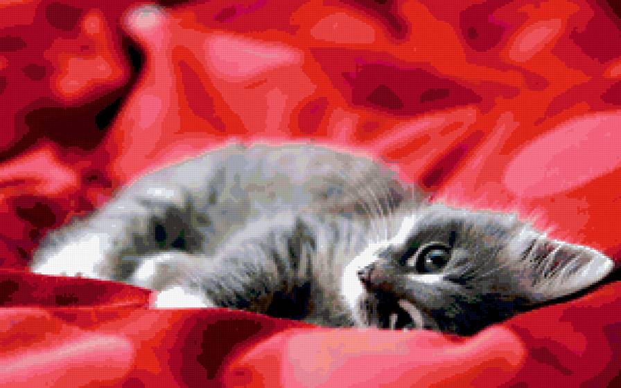 Лапуля - кошки - предпросмотр