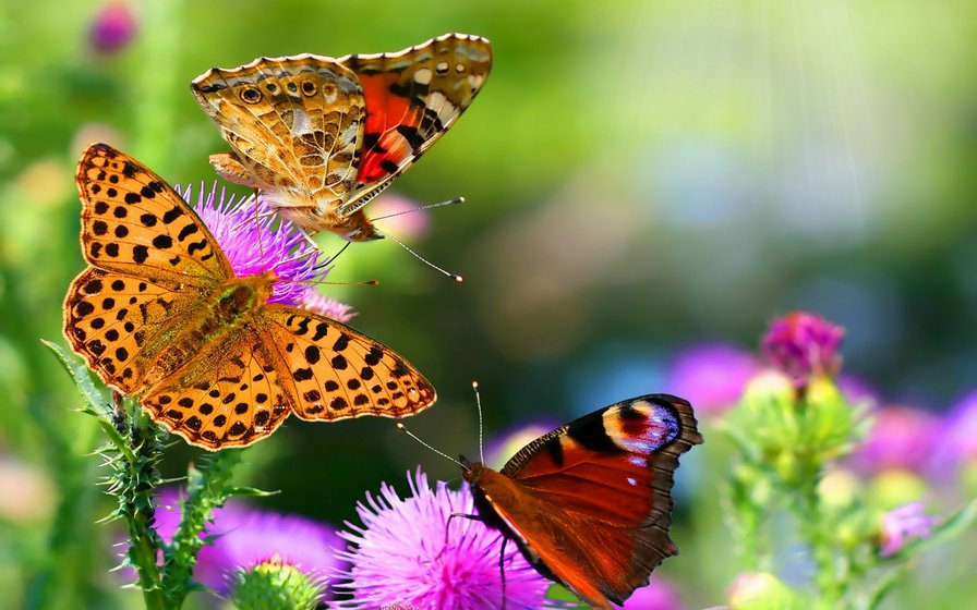 Бабочки - лето, радость, бабочки, красота - оригинал