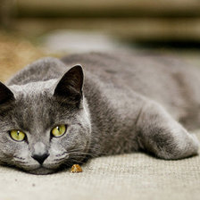 Схема вышивки «Кошка фликр»