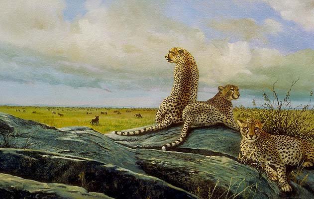 Гепарды - дикие кошки, природа, гепард, животные - оригинал