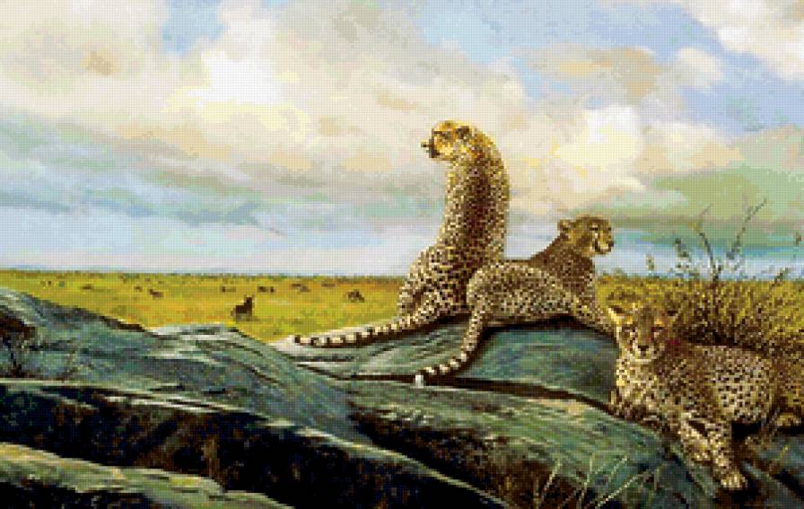 Гепарды - животные, гепард, дикие кошки, природа - предпросмотр