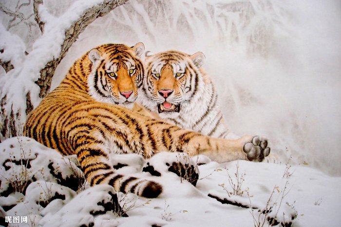 Амурские тигры - животные, тигр, дикие кошки - оригинал