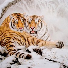 Амурские тигры