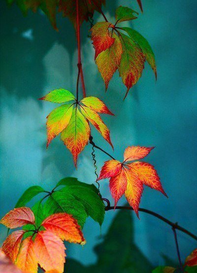 листья - природа - оригинал