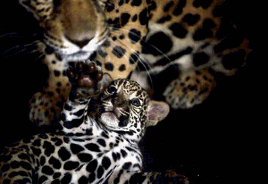 семья - животные, семья, леопард, хищник, любовь - предпросмотр