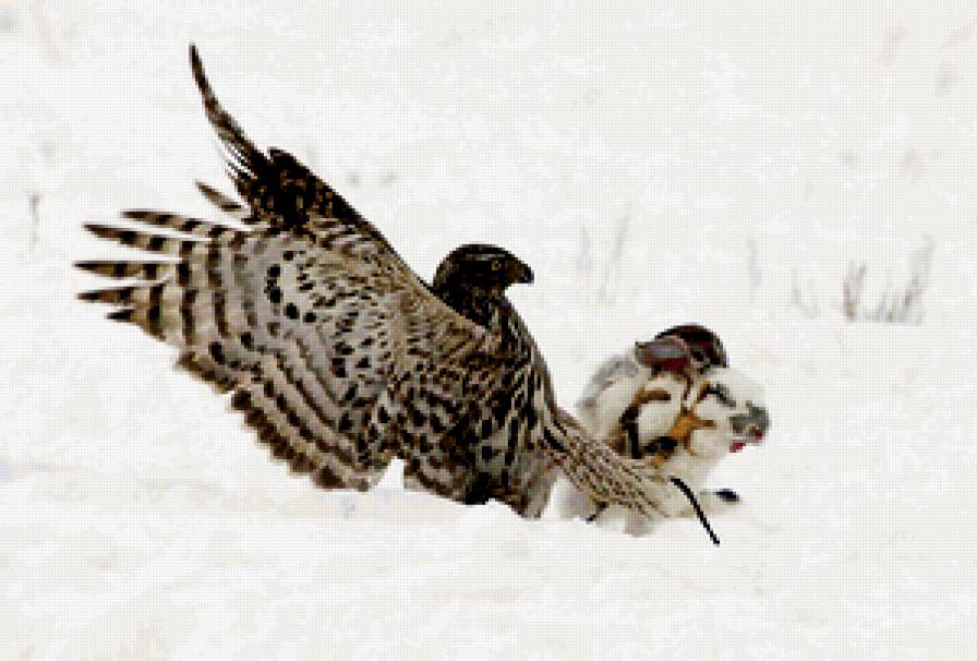 охота - природа, хищник. животные, кролик, птица, охота - предпросмотр