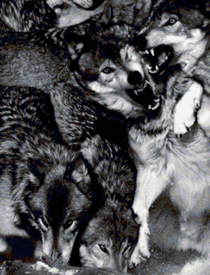 дележка - животные, волки, дележка, территория - предпросмотр