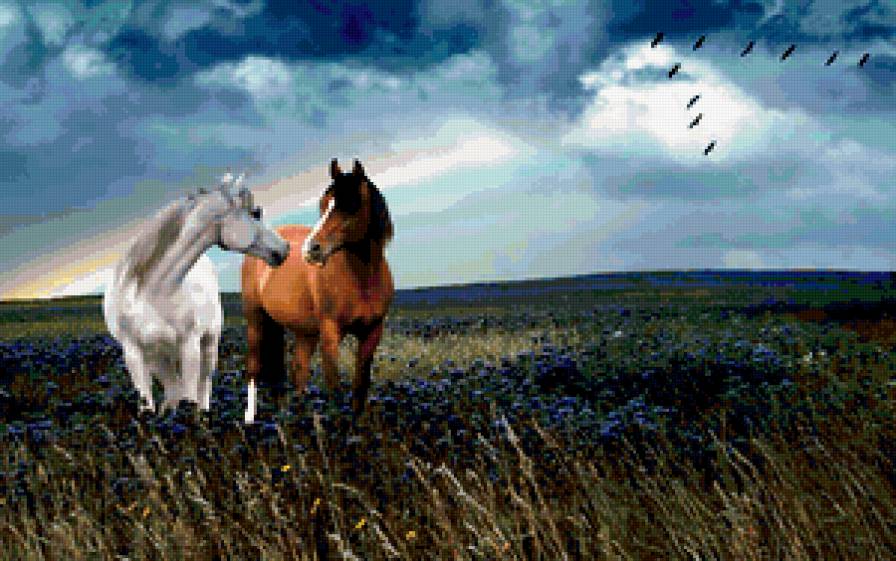 кони - животные, лошади, природа, кони - предпросмотр
