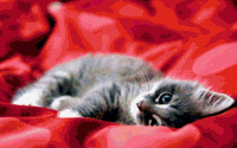 нежность - кошки - предпросмотр