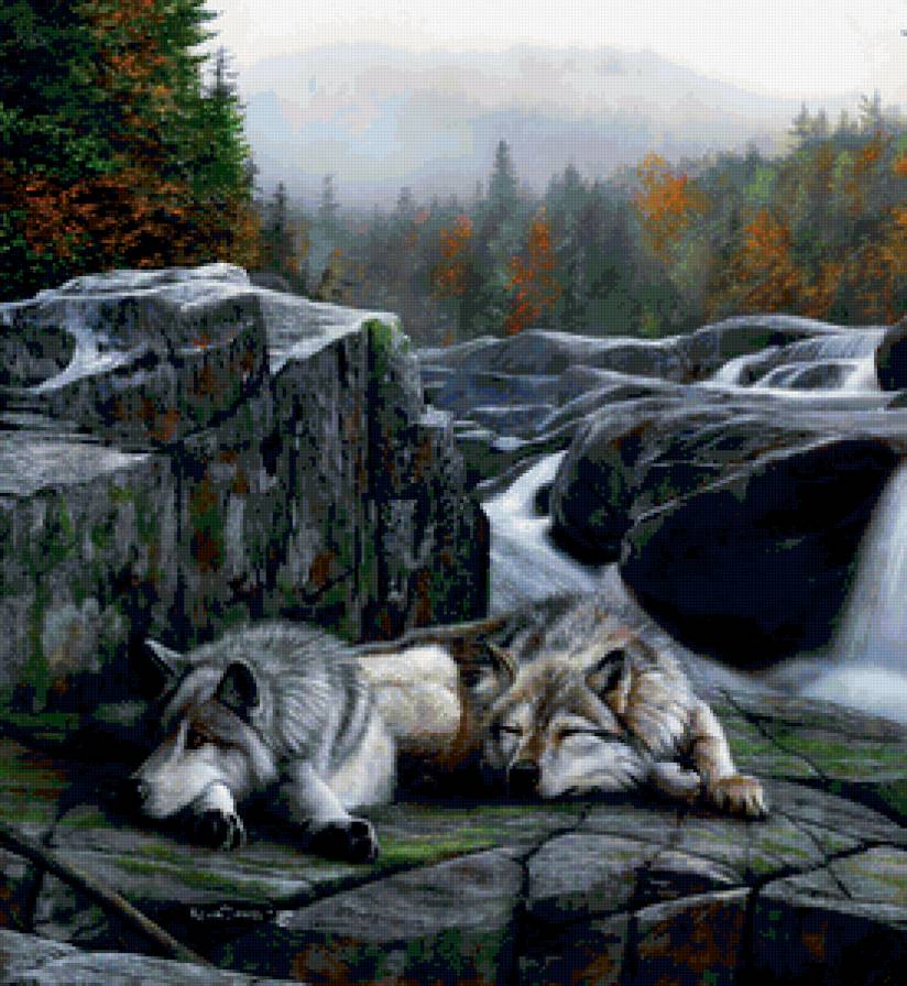волки у воды - дикие животные, река, животные, волки, природа - предпросмотр