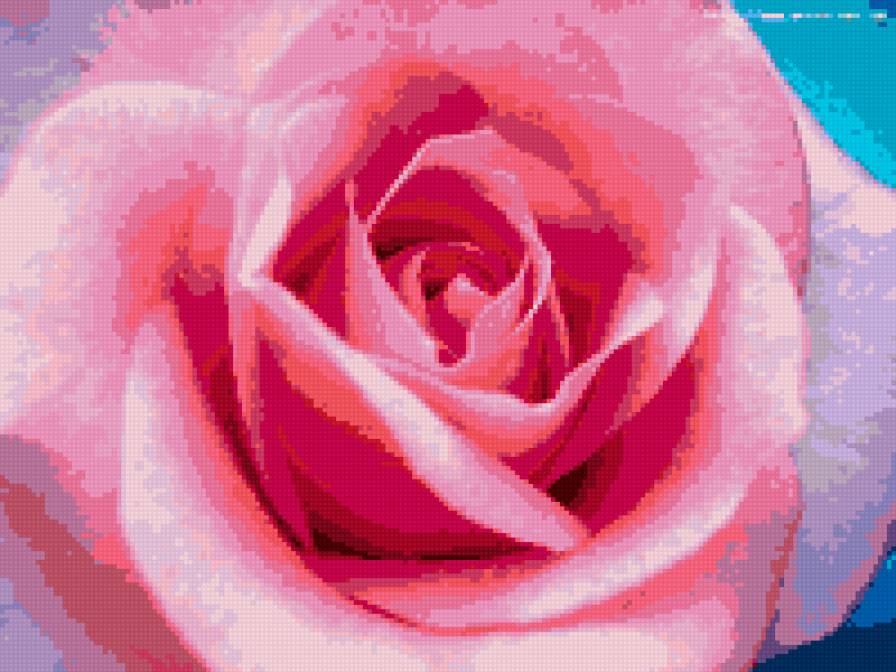 роза розовая - роза, цветы - предпросмотр