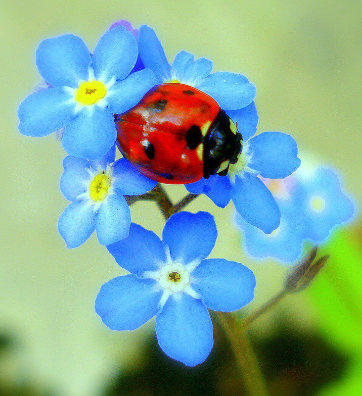 букашка - оригинал