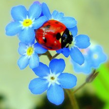 Схема вышивки «букашка»