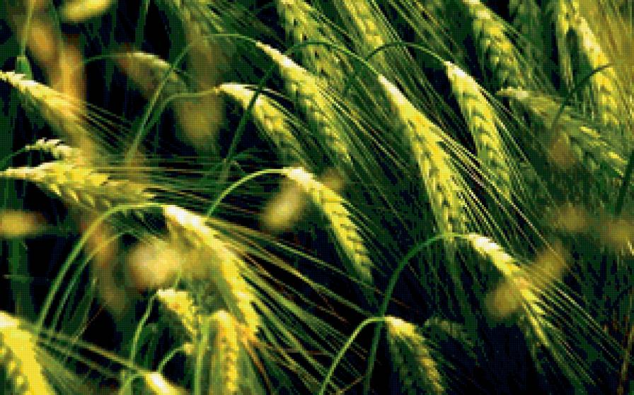 поле - колосок, урожай, поле, природа - предпросмотр