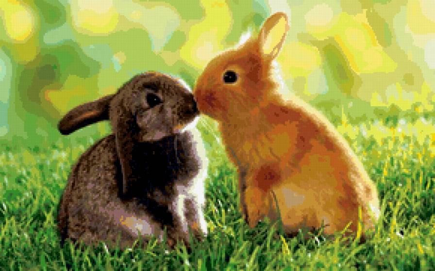 кролики - предпросмотр