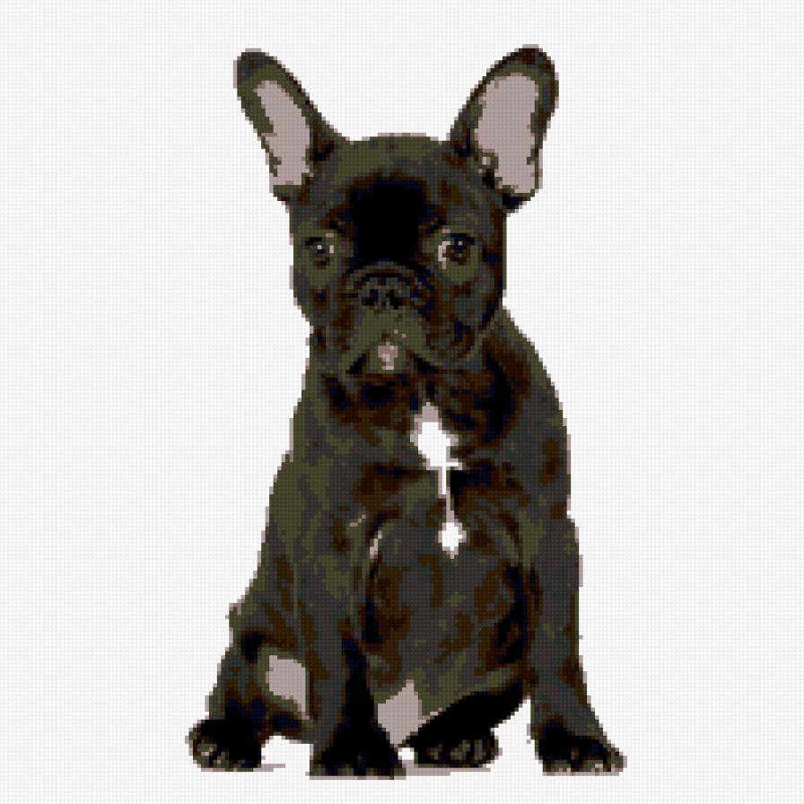 Французский бульдог - предпросмотр