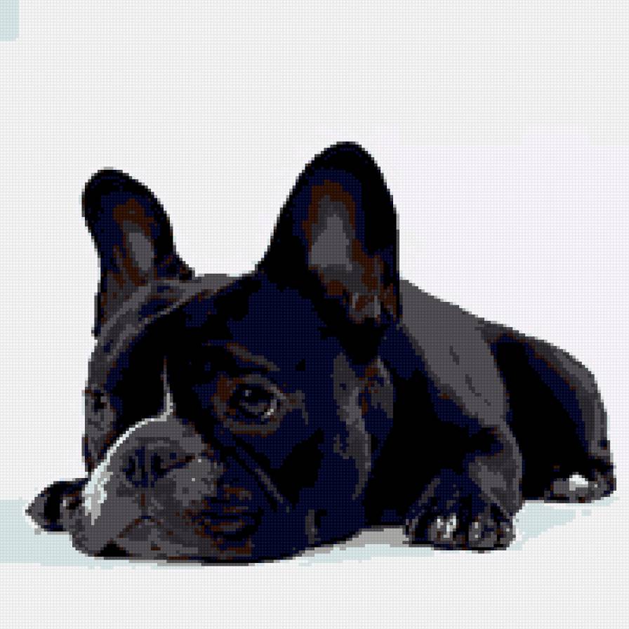 Французский бульдог - предпросмотр