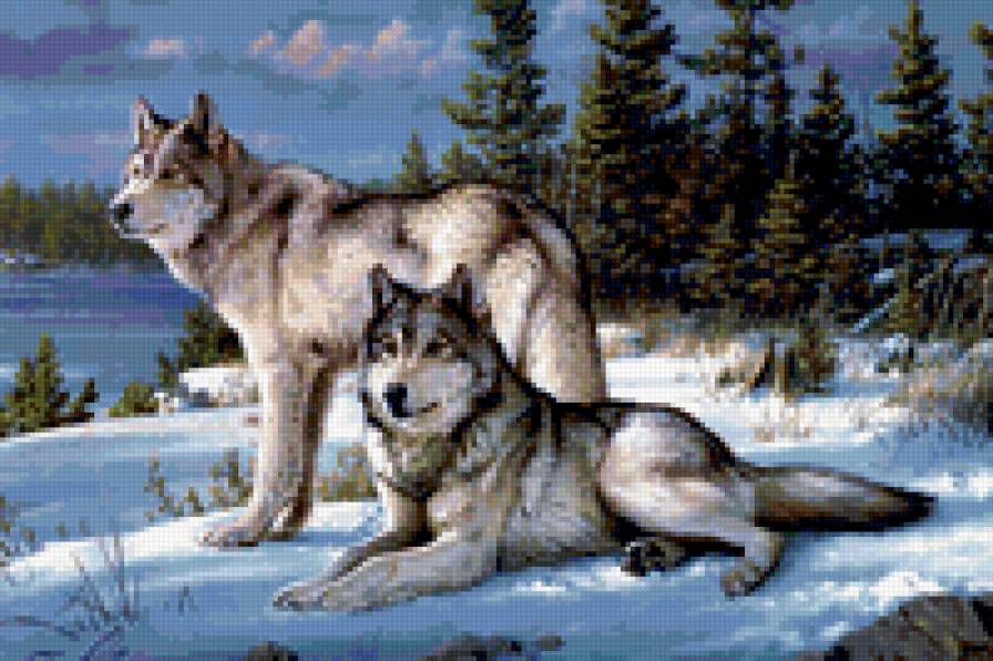 Волки - зима, природа, волки, животные - предпросмотр