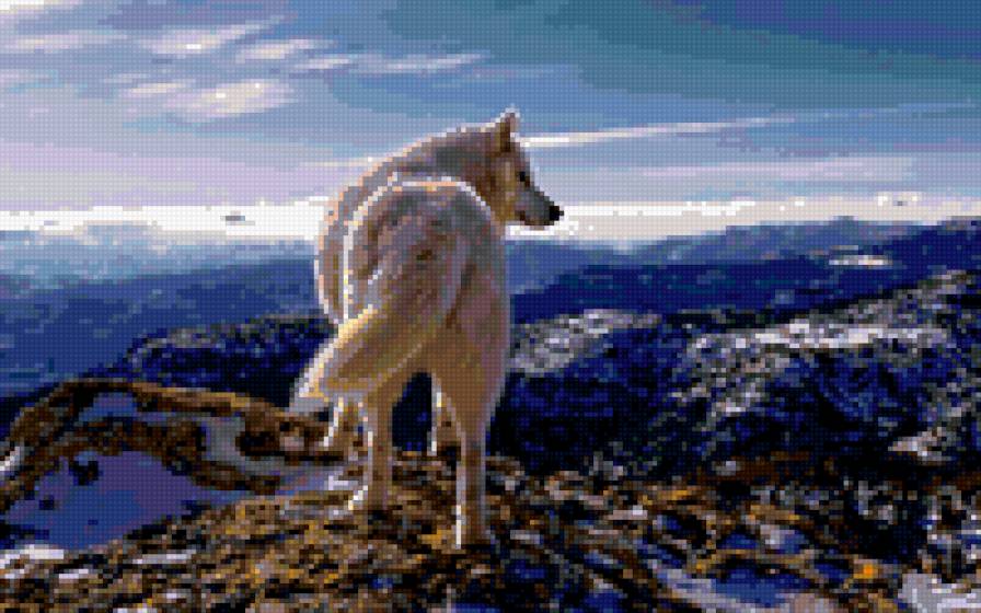 На вершине - горы, животные, волки, природа - предпросмотр