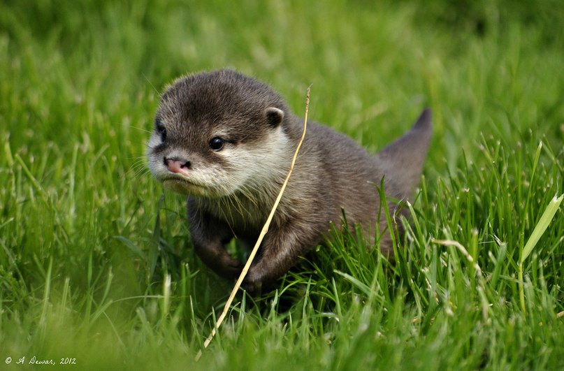 выдренок - животные - оригинал