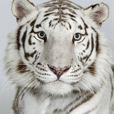 Оригинал схемы вышивки «портрет тигра 2» (№430703)