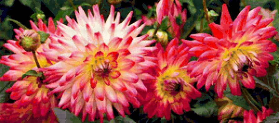 Георгины пано - цветы, лето, георгины, букеты, природа - предпросмотр