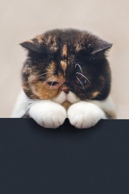 котик - оригинал