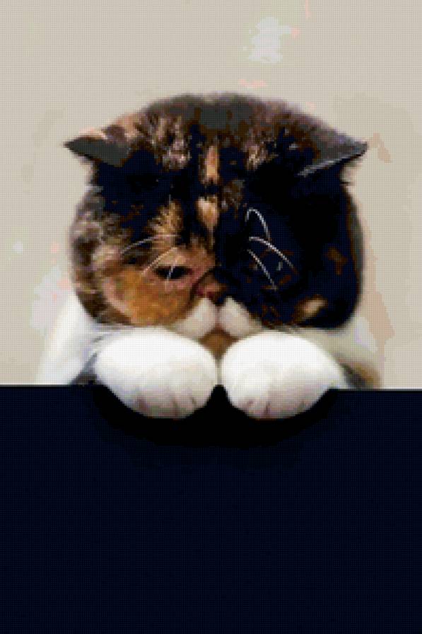 котик - предпросмотр