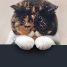 Схема вышивки «котик»