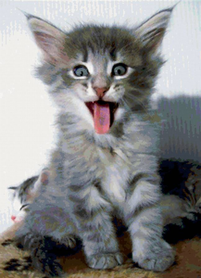 котик - предпросмотр