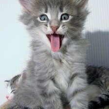 Схема вышивки «котик»