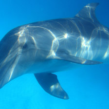 Схема вышивки «Дельфин»