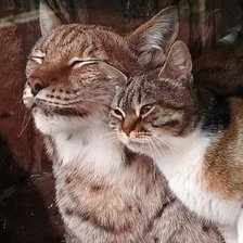 Схема вышивки «Кошка и рысь»