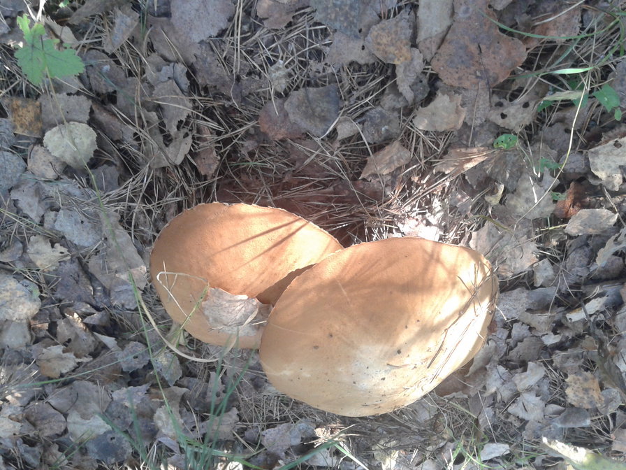 грибы - грибы - оригинал