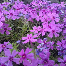 шиловидный флокс