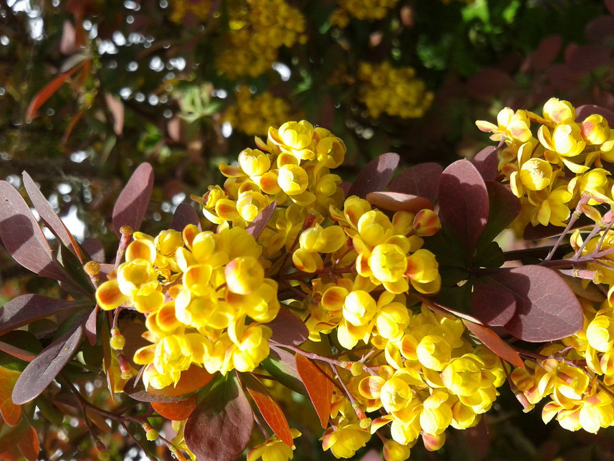 барбарис - цветы - оригинал