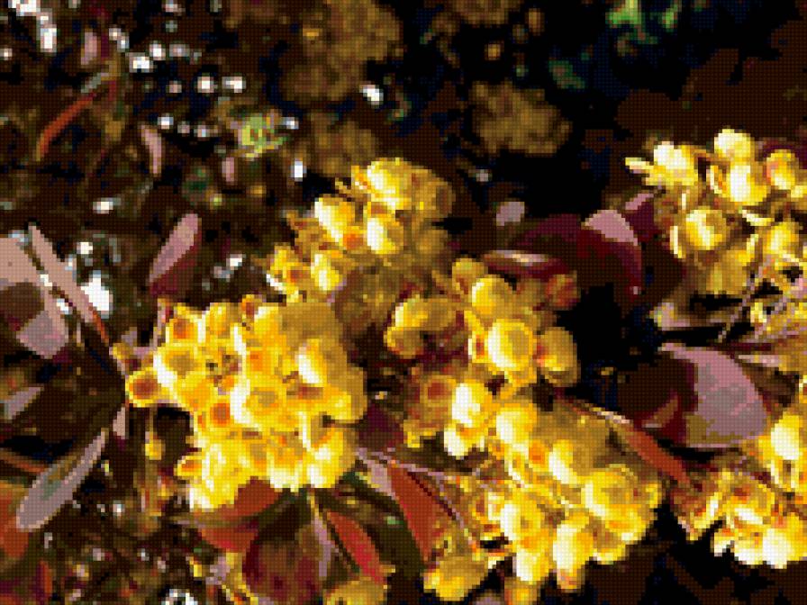 барбарис - цветы - предпросмотр