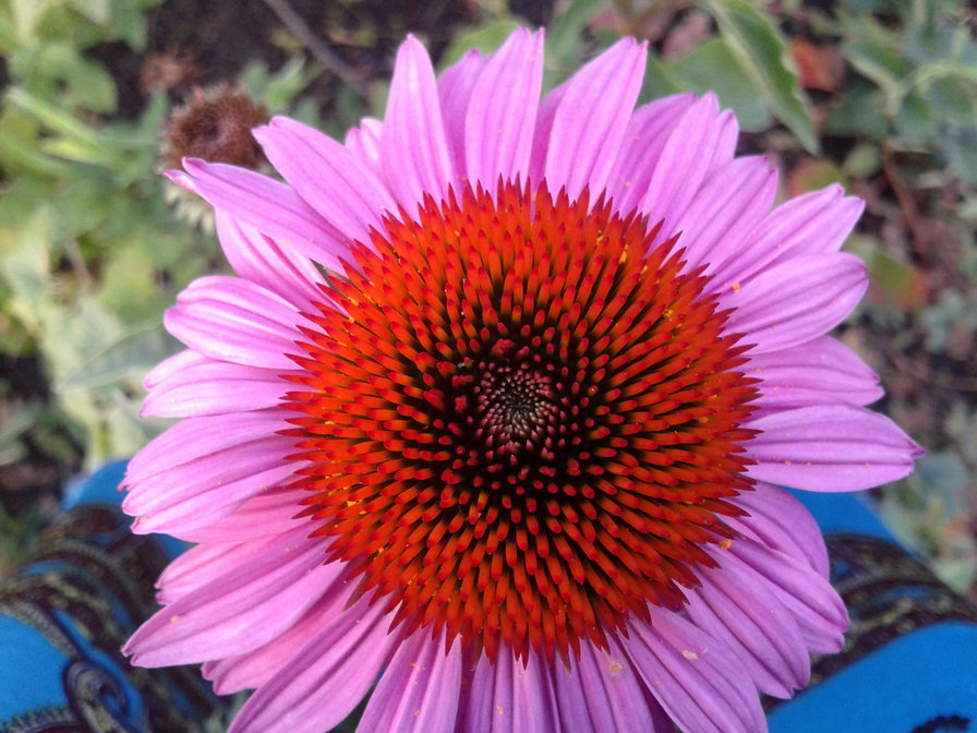 эхинацея - цветы - оригинал