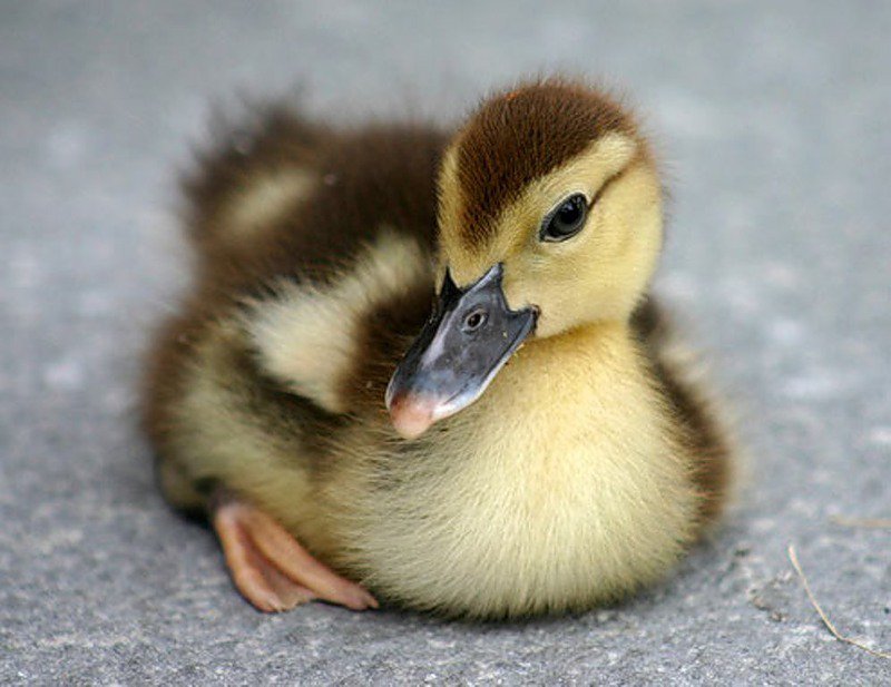 гусенок - птицы - оригинал