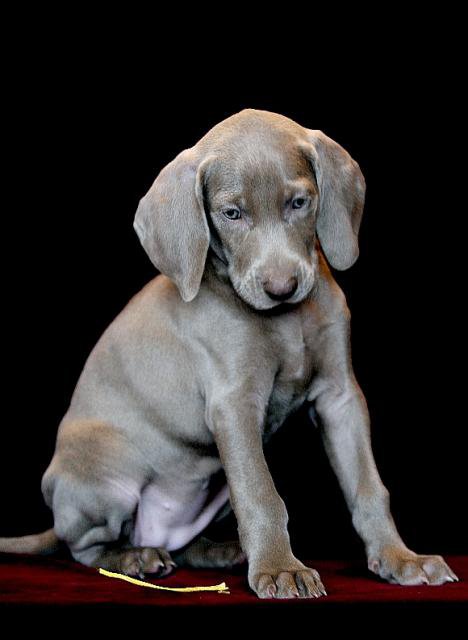 венская легавая-щенок - собаки - оригинал