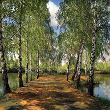 Схема вышивки «Березы»