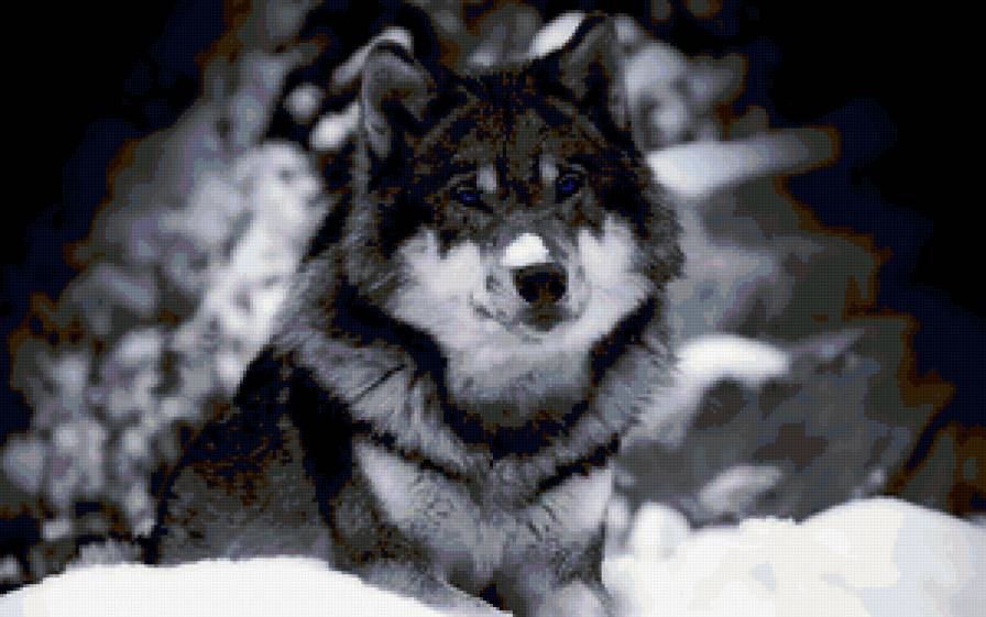 Волк - волки, деревья, зима, лес, снег - предпросмотр