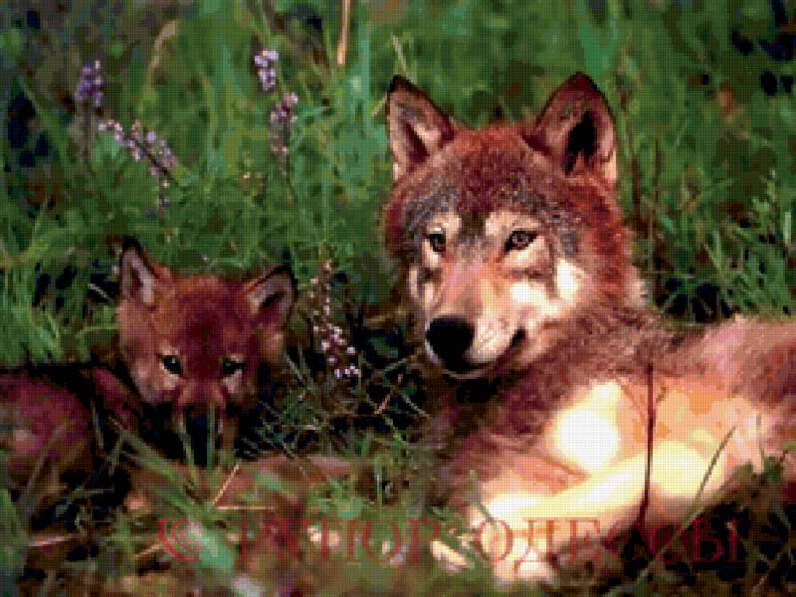 Волки - волчица с волчонком, волки - предпросмотр