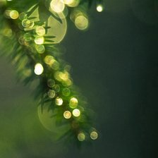 Триптих ель (3)