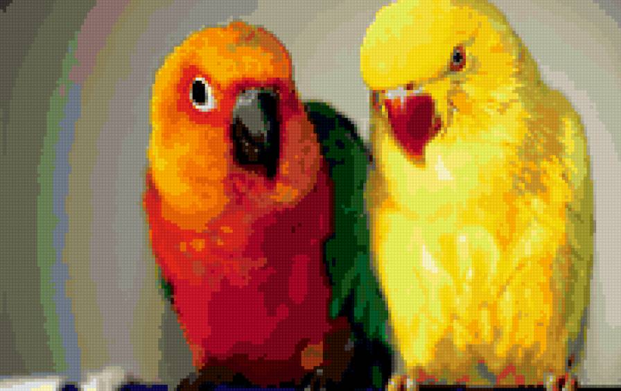 Парочка попугаев - птицы - предпросмотр