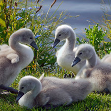 Схема вышивки «птенцы лебеди»