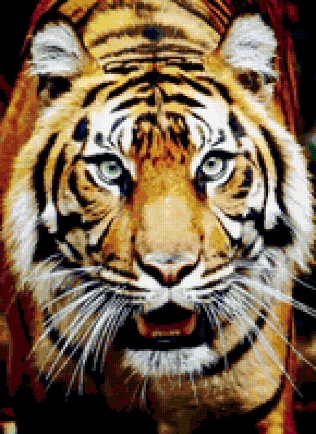 №433111 - тигр. - предпросмотр