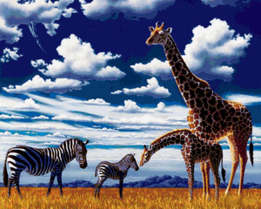 жирафы и зебры - животные, природа - предпросмотр